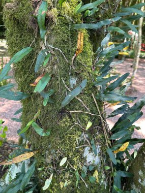 Close-up image of a tree trunk covered in lush moss and vibrant green foliage with elongated leaves, highlighting the textures and details of forest flora in a natural setting. clipart