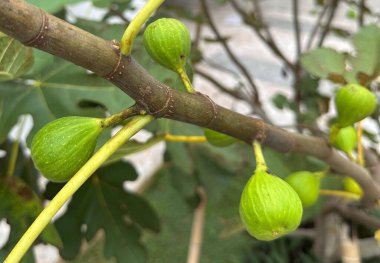 Kahverengi bir dalda yemyeşil yapraklarla çevrili birkaç yeşil incirin yakın plan görüntüsü. Sahne, bir bahçe ortamında tazelik ve doğal bolluk taşır..