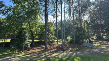 Sunlit forest path surrounded by tall, slender trees, presenting a peaceful and serene atmosphere. Light filters through the canopy, casting dappled patterns on the ground. Ideal for nature lovers. clipart