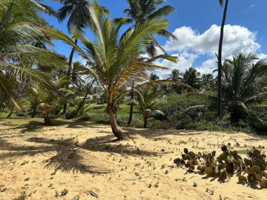 Tropik plaj sahnesi, parlak mavi bir gökyüzünün altında, altın kumun üzerine gölge düşüren parlak palmiye ağaçları. Kaktüsler ön planda görülür ve benzersizlik eklenir.