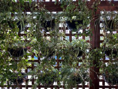 Bereketli yeşillik ve saksı bitkileriyle dolu, dingin ve doğal bir estetik yaratan, kentsel bahçıvanlar ve doğa meraklıları için mükemmel bir bahçe..