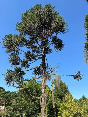 Aydınlatıcı dalları olan uzun maymun yapbozu, açık mavi gökyüzüne karşı, güneşli bir parkta birkaç yeşil ağaçla çevrili, kendine özgü dalları olan ağaç şeklindeydi..