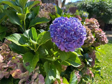 Parlak güneş ışığı altında parlak bir huzur ve güzellik hissi uyandıran, yeşil yapraklar ve diğer çok renkli ortancalar arasında canlı mor bir çiçek gösteren, güneşli bir bahçedeki göz kamaştırıcı ortancaların yakın çekimi..