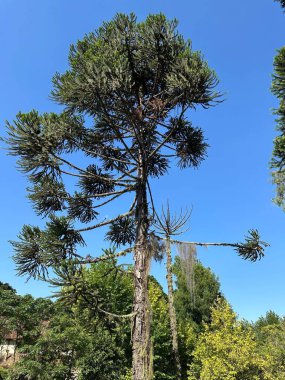 Çarpıcı dalları ve yaprakları olan uzun bir Araucaria ağacı berrak, mavi gökyüzü ile çelişiyor, mimarinin özünü ve doğanın sükunetini sakin bir açık hava ortamında yakalıyor..