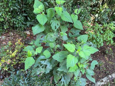 Bahçedeki yemyeşil bir bitkinin yakın plan fotoğrafı, doğal ışık altında canlı yapraklarla, bahçenin doğal güzelliğini ve çeşitliliğini gözler önüne seriyor..