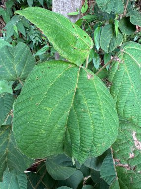 Yoğun bir orman ortamında yemyeşil yapraklarla çevrili, dokulu bir yüzeye sahip geniş damarlı tropikal yaprağın detaylı görüntüsü, tazelik ve doğallık hissi veriyor..