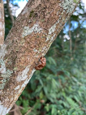 A cicada shell clings to the bark of a tree trunk in a lush forest, displaying the natural molting process, surrounded by green foliage and dappled sunlight filtering through the trees. clipart