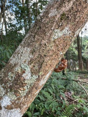 A cicada exoskeleton clings to a textured tree trunk in a lush forest setting, displaying the molting process in the insects' life cycle, surrounded by greenery and dappled sunlight. clipart