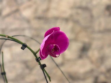 A vibrant pink orchid flower captured in detail against a neutral, textured stone wall background, highlighting the delicate beauty and intricate patterns of the flower's petals. clipart