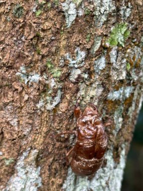 Bulanık bir geçmişi olan bir ormanda kahverengi bir ağaç gövdesinin yakın çekimi.