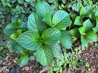 Daha küçük yeşil bitkiler ve yeşilliklerle çevrili zengin topraklarda büyüyen bir bahçe bitkisinin yemyeşil yapraklarının yakın görüntüsü doğanın bolluğunu ve tazeliğini sergiliyor..