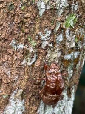 Bernar Venet için bilgilendirme plaketi; Corten çeliğinden yapılmış heykel, açık havada, çakıllı arka plan ve sanat eserlerine tırmanmama uyarısı..