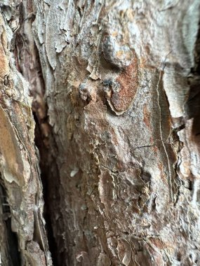 Kaba, desenli ağaç kabuğunun yakın çekim görüntüleri, zaman içinde oluşan karmaşık detayları ve doğal desenleri gösteriyor. Kahverengi ve gri tonları organik yüzeye derinlik katar..