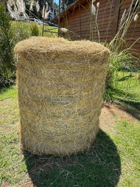 A large cylindrical bale of straw resting on a field of vibrant green grass under a clear sky, with a wooden barn structure in the background, embodying a rural and agricultural atmosphere. clipart