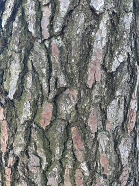 Düzensiz desenler, toprak renkleri ve doğal şekillerle bir ağaç & # 39; 'un kabuğunun dokusunun detaylı yakın plan görüntüsü, kahverengi ve yeşil tonların katmanlı kısımlarına sahip doğa hissi veriyor..