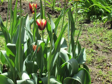 Parlak kırmızı ve sarı laleler, yemyeşil yapraklar ve yumuşak topraklarla çevrili ılık güneşin tadını çıkararak baharın yenilenmesini ve büyümesini sembolize eder..