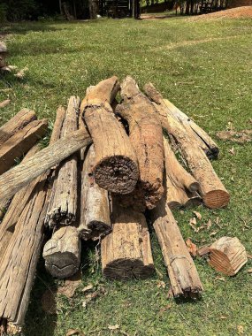 Ormanla çevrili çimenli bir alanda doğal, toprak görünümlü, kabuk dokularını ve detaylarını gösteren, kırsal ve yıpranmış ahşap kütüklerden oluşan bir derleme..