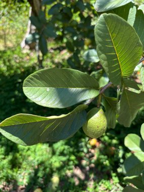 Canlı yeşil yaprakları olan bir ağaçtan sarkan yeşil bir guava 'nın yakın çekimi doğadaki güneşli bir günün özünü yakalıyor..