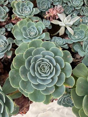 Yoğun, yemyeşil sulu bir gül kümesi çeşitli boyutlarda ve şekillerde karmaşık katmanlı yapraklar sergiliyor, canlı bir doğal geometrik desenler sergiliyor..