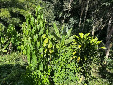 Güneşin tadını çıkaran çeşitli bitki türleriyle dolu yoğun yağmur ormanları sakin bir doğal ortamda karmaşık bir yaprak ve gölge gösterisi yaratıyor..