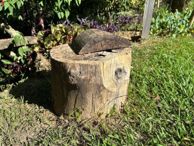 Canlı bir bahçe ortamında yemyeşil çimlerle çevrili kırsal bir ağaç kütüğü, ahşap dokular sergileniyor ve güneş ışığının renkli kontrastı.