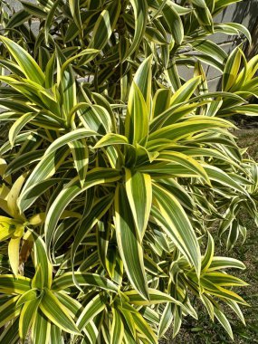 Canlı yeşil, sarı ve yeşil çizgili Dracaena bitkisinin yakın görüntüsü. Güneş ışığı bu tropikal süs bitkisinin yemyeşil yapraklarını vurgular.