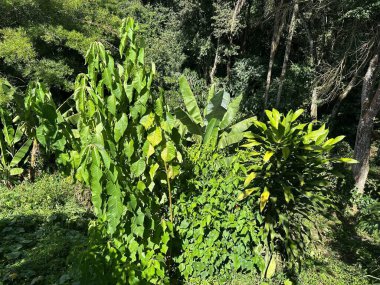 Güneşin tadını çıkaran çeşitli bitki türleriyle dolu yoğun yağmur ormanları sakin bir doğal ortamda karmaşık bir yaprak ve gölge gösterisi yaratıyor..