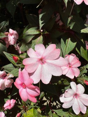 Pembe sabırsızların gün ışığında güneşlenip koyu yeşil yapraklarıyla çarpıcı bir kontrastlık yaratarak yazın özünü yakalıyor ve dinginlik ve büyüme duygusunu yeniliyor..