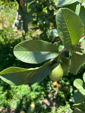 Canlı yeşil yaprakları olan bir ağaçtan sarkan yeşil bir guava 'nın yakın çekimi doğadaki güneşli bir günün özünü yakalıyor..