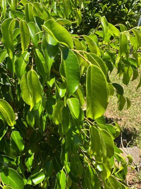 Parlak güneş ışığında güneşlenen yemyeşil yaprakların canlı bir görüntüsü, gün boyunca doğanın dokusunu ve tazeliğini gözler önüne seriyor. Görüntü, doğal güzelliğin ve sükunetin özünü yakalar..