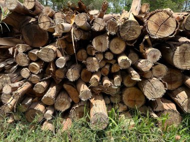 Görünür ağaç halkaları ve orman ortamında pürüzlü dokuları olan istiflenmiş ağaç kütüklerinin yakın çekimleri çevresel etkilerin altında yatan doğal ve dünyevi bir tema sergiliyor..