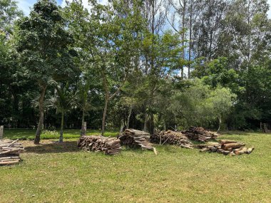 Berrak mavi bir gökyüzünün altında yemyeşil ağaçlar ve çimlerle çevrili, düzgünce istiflenmiş odun yığınlarıyla sakin bir orman..