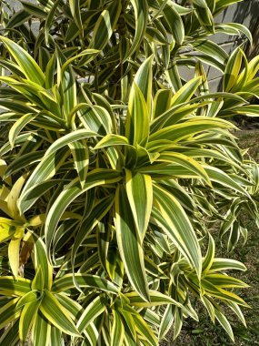 Canlı yeşil, sarı ve yeşil çizgili Dracaena bitkisinin yakın görüntüsü. Güneş ışığı bu tropikal süs bitkisinin yemyeşil yapraklarını vurgular.