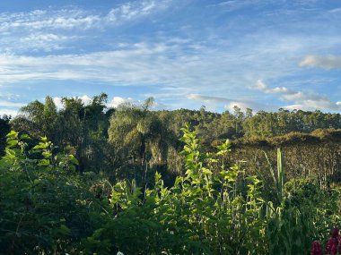 Parlak mavi gökyüzünün altında, dağınık bulutlarla yemyeşil bir tropikal orman. Sahne, uzun palmiye ağaçları ve yoğun yaprakları yakalar, dingin ve ferahlatıcı bir doğal ortam taşır..