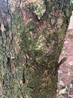 Bir ağaç kabuğunun yakın çekimi, canlı yeşil yosunlarla kaplı, düzensiz dokuları ortaya çıkarıyor. Görüntü canlı bir doğayı yansıtıyor. Kahverengi kabuğu ve yeşil yosunları sakin bir ortamda vurguluyor..