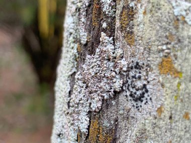 Çeşitli kertenkelelerle süslenmiş, gri, beyaz ve turuncu gibi karmaşık desenleri ve renkleri vurgulayan desenli bir ağaç kabuğu. Mikrobik yaşamın güzelliğini ve ağaçla olan bağını gözler önüne seriyor..