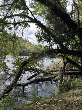 Devrilmiş ağaçlar ve yoğun bitki örtüsüyle çevrili huzurlu bir dere manzarası doğanın dingin güzelliğini yansıtıyor. Yumuşak güneş ışığı yaprakların arasından süzülerek sakin, rahatlatıcı bir atmosfer yaratır. Yerel vahşi yaşamı ve bitki örtüsünü gözlemlemek için mükemmel bir ortam..