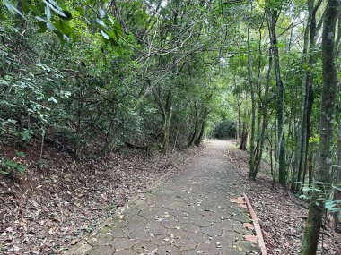 Dolambaçlı bir yol. Yoğun, gür bitki örtüsüyle çevrili. Rahatlatıcı yürüyüşler ve doğadaki yansıma anları için mükemmel. Ağaçların arasından süzülen ışık sakin bir atmosfer yaratır..