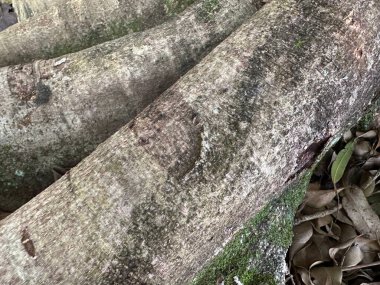 Ağaç gövdelerine yakın çekim, doğal dokular, ağaç kabuğu detayları, ve yosun bir orman ortamında, doğayla bir bağ ve sükunet hissi uyandırır..