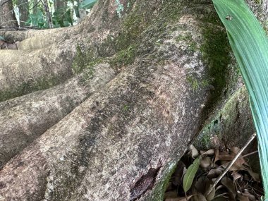 Orman zeminini kaplayan bir ağaç kökünün yakın plan görüntüsü, kabuk dokusu, yeşil yosun ve çevreleyen yaprakların zengin detaylarını sergiliyor, doğanın huzurunu çağrıştırıyor..