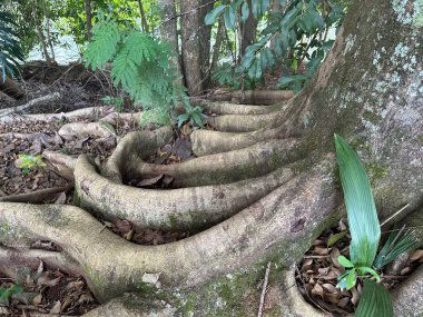 A detailed view of a tree's robust roots in a forest. The ground is covered with dry leaves, and the lush green vegetation creates a natural, tranquil atmosphere. The twisting roots showcase the tree's strength, connecting harmoniously to its surroun