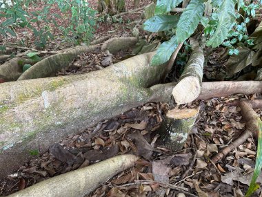 Ağaç kabuğunun ve çevreleyen yaprakların detaylarıyla ormanda kesilmiş bir ağaç gövdesini gösteren bir resim. Zemin kuru yapraklarla kaplı, doğanın sükunetini ve güzelliğini aktarıyor, bitki örtüsü ve yaşam açısından zengin, ekolojik dengeyi gösteriyor..