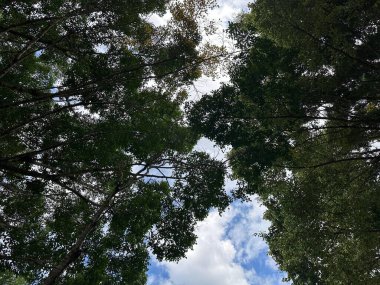 Yeşil yapraklı ağaç tepelerinin çarpıcı manzarası, mavi gökyüzünü ve beyaz bulutları aydınlatıyor. Görüntü bir huzur ve doğa ile bağlantı hissi uyandırıyor. İlham veya rahatlama için mükemmel..