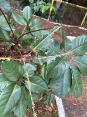 Close-up of a plant leaf with irregular edges highlighting the effects of insect damage or disease. The green background and variety of surrounding leaves create a natural and tranquil scene, evoking nature's beauty.
