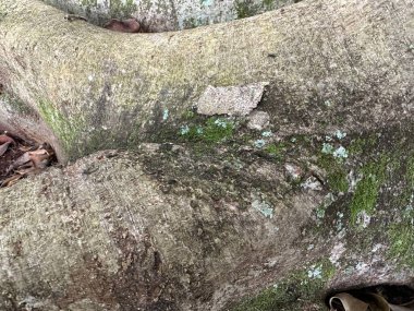 Sağlam bir ağaç gövdesinin, yeşil liken ve yosunla kaplı, zengin, doğal dokusunu gösteren yakın çekimi. Düzensiz yüzeyler aşamalı yaşlanmayı ve doğayla bağlantıyı ortaya koyuyor..