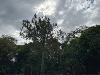 Görkemli yeşil bir ağaç, diğer bitkilerle ve gri bulutlarla dolu bir gökyüzüyle çevrili bir parkta duruyor, sakin ve düşünceli bir atmosfer yaratıyor. Yumuşak ışık yaprakların arasından süzülüyor, sükuneti ve doğayla bağlantıyı çağrıştırıyor..