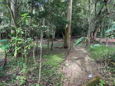 Yoğun tropikal orman bitkileriyle çevrili sakin bir taş yol. Güneş ışığı yaprakların arasından yavaşça süzülürken uzun ağaçlar gölge sağlar. Çakıl ve kuru yapraklar toprağı süsler. Yürüyüşler ve yansıma anları için mükemmel sakin bir atmosfer yaratır.