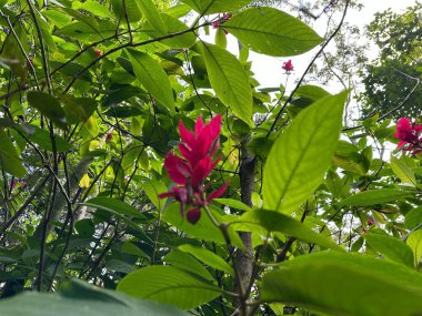 Yeşil yaprakların yoğun zemininde kırmızı çiçeklerin canlı bir görüntüsü. Güneş ışığı yaprakların arasından yavaşça süzülür, çiçekleri aydınlatır ve yemyeşil, taze bir doğal ortam yaratır..