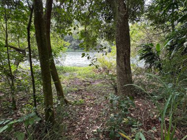 Tropikal bir ormanın yoğun bitki örtüsünün içinden nehrin güzel bir manzarası. Bölgeyi saran görkemli ağaçlar yaprakların arasından süzülen yumuşak ışığı yansıtıyor. Huzuru ve doğa ile bağlantıyı çağrıştırıyor. Flora aşıkları için mükemmel.