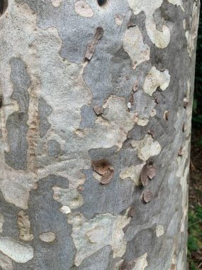 Bir ağaç gövdesinin yakın plan görüntüsü, katmanların kabuğu soyuluyor, doğal dokular sergileniyor ve ince bir palet griler, bejler ve kremler sergileniyor. Fotoğraf, organik güzelliği ve ahşabın eşsiz işaretlerini yakalıyor. Doğa ve yenilenme duygusunu çağrıştırıyor..